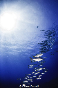 "Up, Up and Away"
Horse Eyed Jacks, Grand Cayman by Chase Darnell 